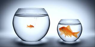 Are you a BIG Fish in a SMALL pond?